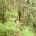 028_forest.jpg